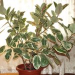 Ficus Tineke