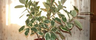 Ficus Tineke