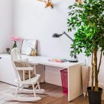 ficus in the interior