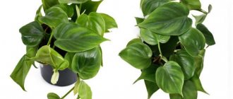 Philodendron