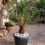 Date palm from a seed at home: how to grow and care