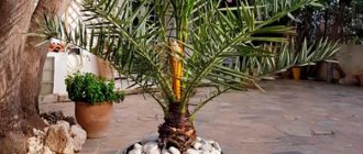 Date palm from a seed at home: how to grow and care