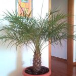 date palm care at home photo