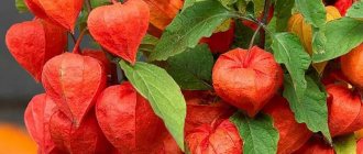 Physalis - a bright decoration of the garden