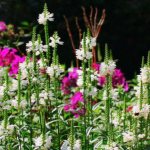 Physostegia. Photos, varieties, planting in open ground, cultivation and care 