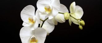Фото цветения орхидеи