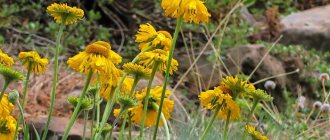 Photo of a flower in nature