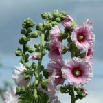 Photo of mallow flowers