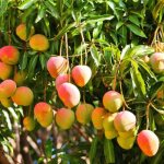 фото дерева манго с плодами