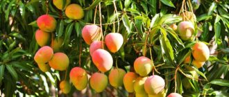 photo of a mango tree with fruits