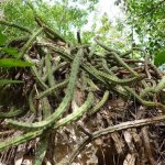 Photo of an epiphytic cactus in a tropical forest