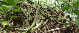 Фото эпифитного кактуса в тропическом лесу