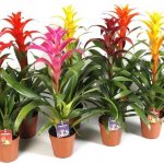 Photos of Guzmania