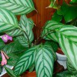 Photo of calathea