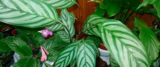 Photo of calathea