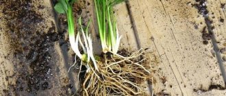 Photo of the spathiphyllum root system