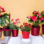 Photo of red flowers in pots