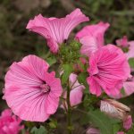 Photo of lavatera close-up