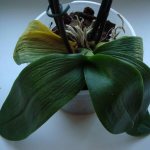 Фото мягких листьев орхидеи