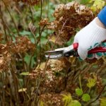 Photo of hydrangea pruning