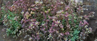 Sedum Photos