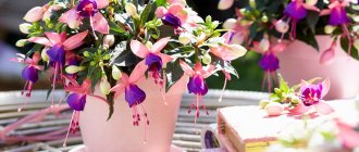 Fuchsia - features of care and cultivation