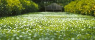 Clover lawn