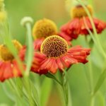 Helenium perennial - planting and growing, propagation and preparation for winter