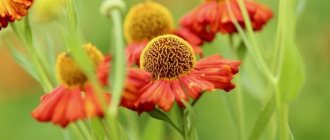 Helenium perennial - planting and growing, propagation and preparation for winter