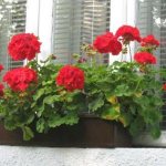 Geranium on the balcony