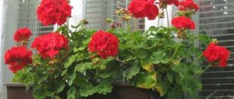 Geranium on the balcony