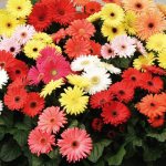 gerbera festival photo