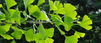 Ginkgo at home