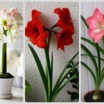 hippeastrum photo