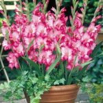 Gladioli in pots