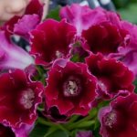 Gloxinia - how to care for and how to propagate at home?