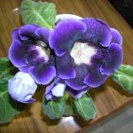 gloxinia