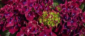 Red hydrangea