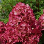 Hydrangea paniculata Diamond Rouge (Diamond Rouge): description, photo