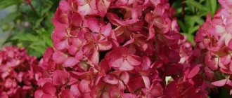 Hydrangea paniculata Diamond Rouge (Diamond Rouge): description, photo