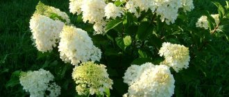 Hydrangea silver dollar photo