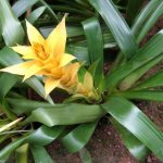 Guzmania has foliage whose bases overlap each other