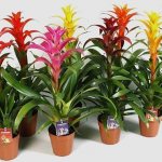 Guzmania different varieties