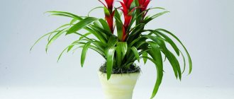 Guzmania in a pot