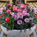 Carnation Lilipot - growing from seeds, care, planting, wintering