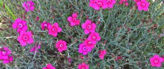 Carnation grass in the garden