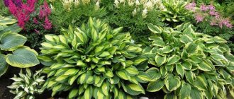 Hosta (70 photos): planting and care, growing