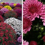 Homemade chrysanthemum, types, forms, varieties