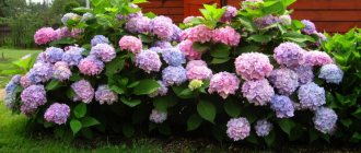 how to divide hydrangea in autumn