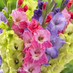 how to store gladioli bulbs in winter